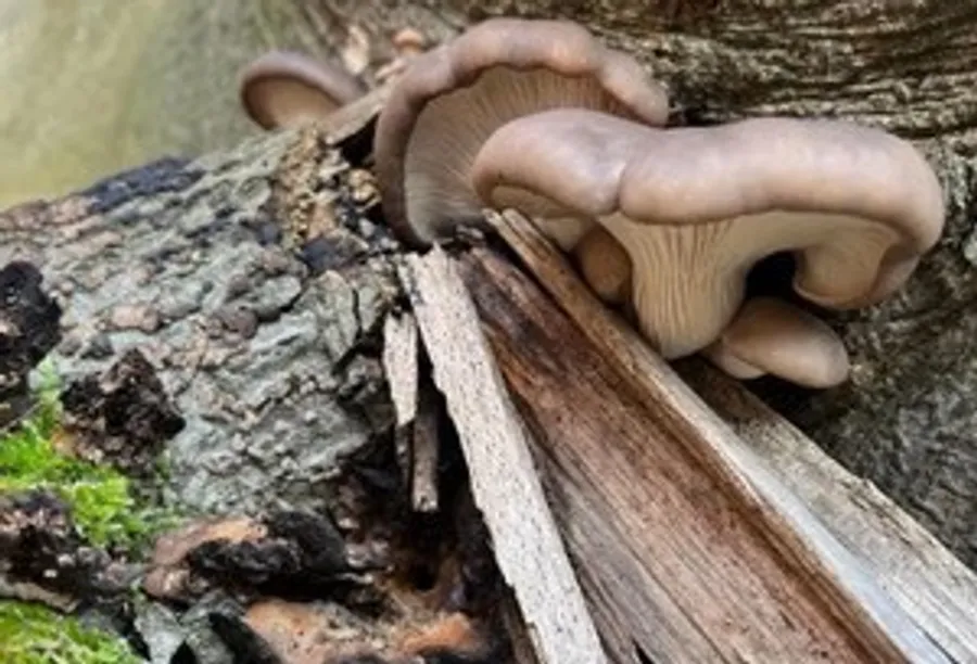 Mushrooms growing on a decaying tree trunk.