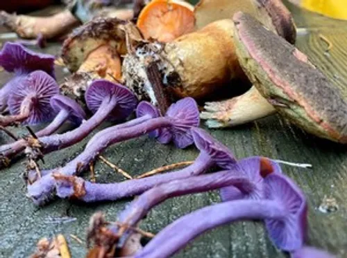 Verschiedene bunte Pilze auf Holzoberfläche.