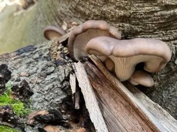Mushrooms growing on a tree trunk.
