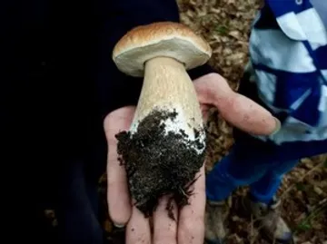 Großer Pilz in Hand gehalten, Waldhintergrund.