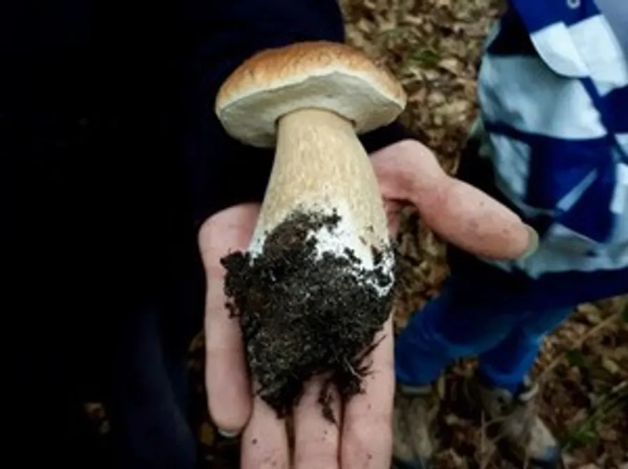 Large mushroom held in hand, forest background.