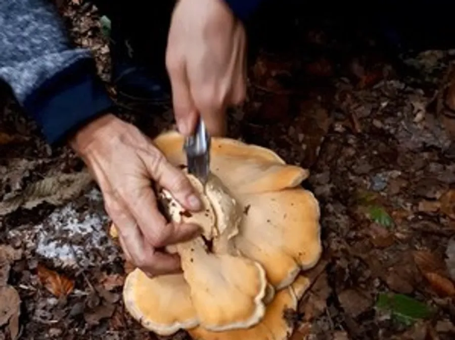 Person cutting mushroom in forest.