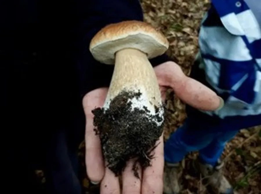 Person holding large mushroom in forest.