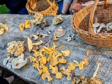 Variety of mushrooms displayed on wooden table.