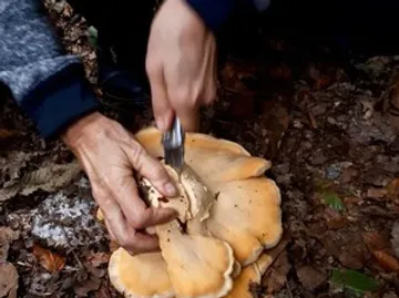 Hände schneiden Pilz mit Messer im Wald.