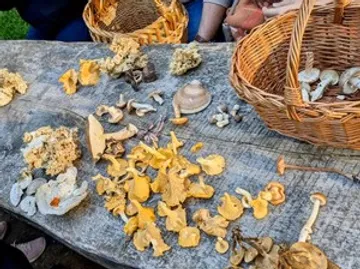 Wild mushrooms displayed on a wooden table.