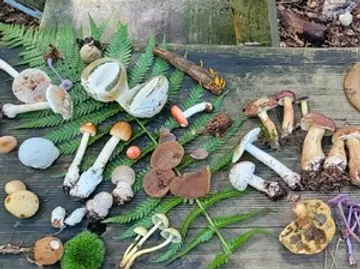 Various mushrooms displayed on a wooden table.