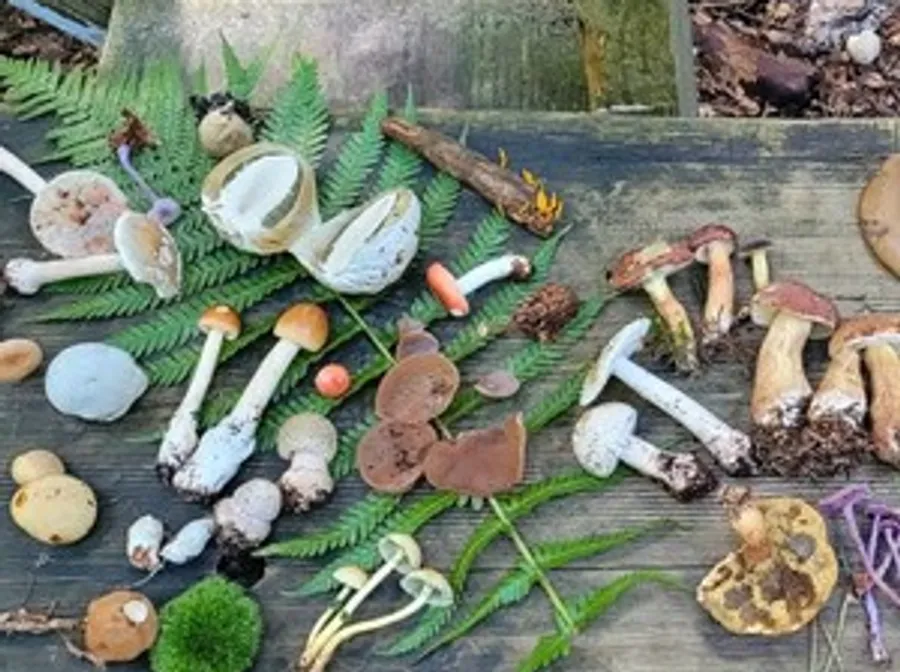 Various mushrooms displayed on a wooden table.