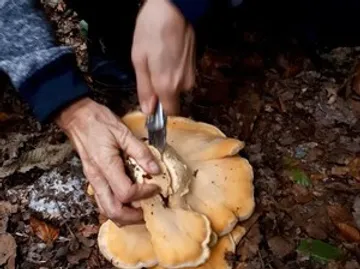 Hands cutting large mushroom on forest floor.