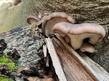 Mushrooms growing on a tree trunk.
