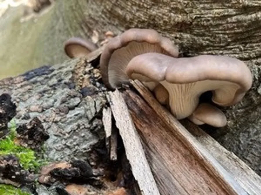 Mushrooms growing on a tree trunk.
