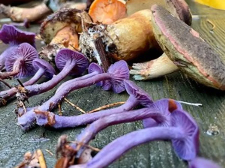 Purple mushrooms lie on a wooden surface.