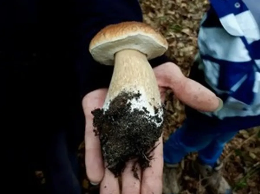 Hand hält großen Pilz im Wald.
