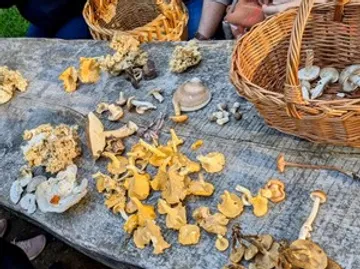 Pilze auf Tisch mit Weidenkörben.
