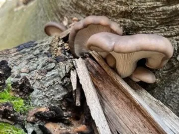 Pilze wachsen auf einem Baumstamm.