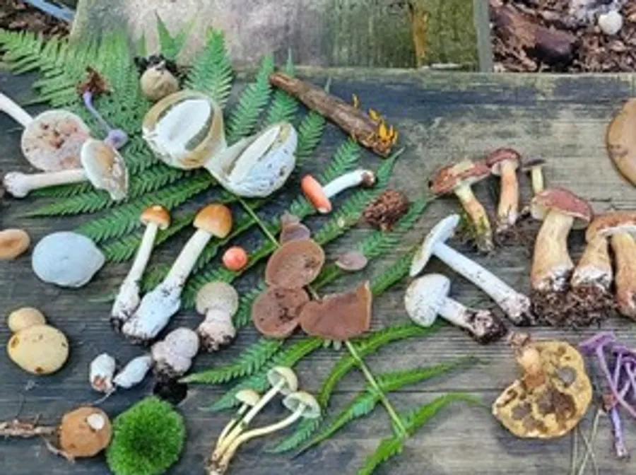 Various mushrooms arranged on fern leaves outdoors.