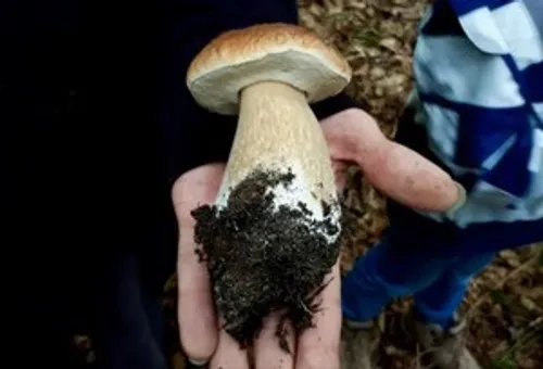 Hand hält großen Pilz im Wald.