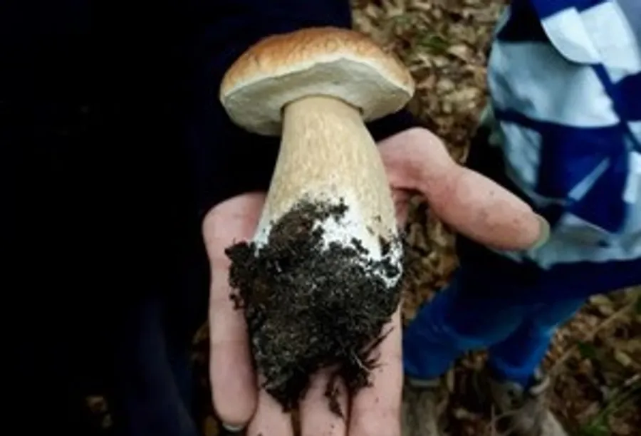 Hand holding large mushroom in forest.