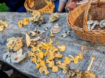 Mushrooms displayed on outdoor table with baskets.