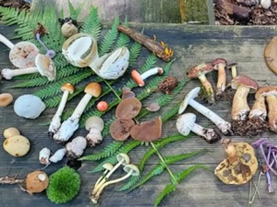 Various mushrooms displayed on wooden surface.