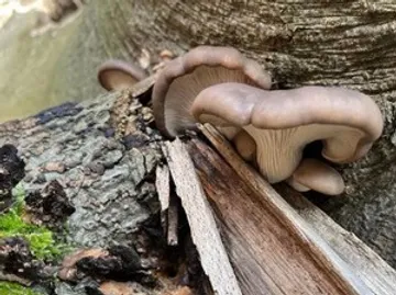 Mushrooms growing on tree bark outdoors.