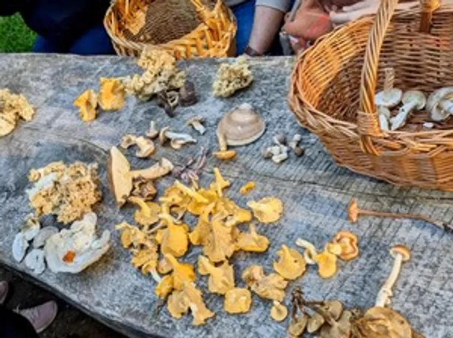 Verschiedene Pilze auf Holztisch, Körbe in der Nähe.