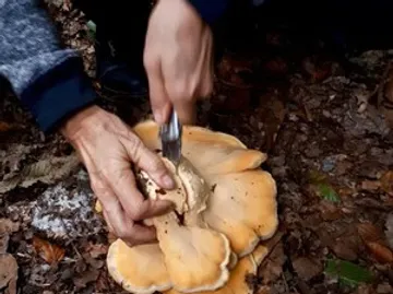 Person schneidet Pilz auf Waldboden.