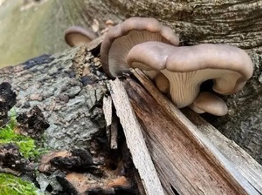 Mushrooms growing on a tree trunk.