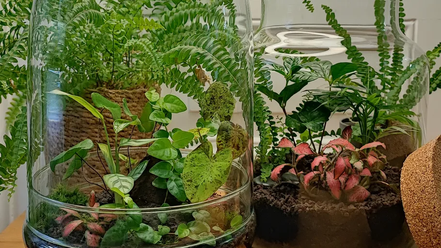 Glas-Terrarien mit verschiedenen Pflanzen innen.