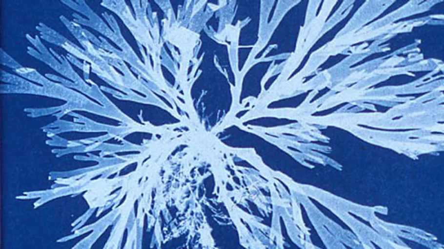 White seaweed branches on blue background.