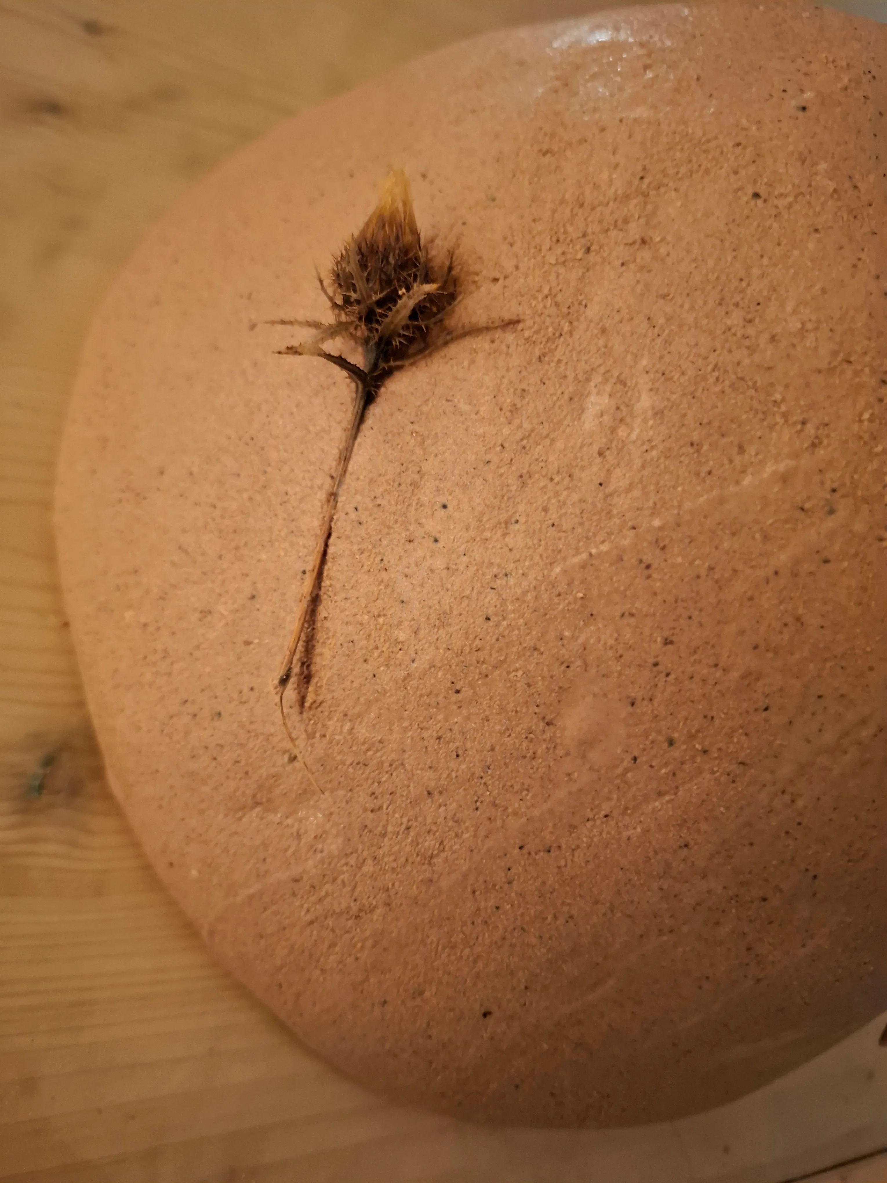 Blumenfossil im strukturierten Stein eingebettet.