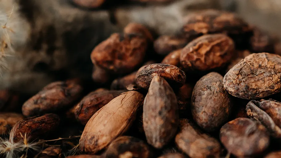 Close-up of roasted cocoa beans.