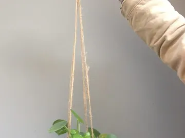 Hanging planter is held by hand, gray wall.