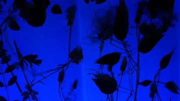 Pflanzensilhouetten vor blauem Hintergrund.