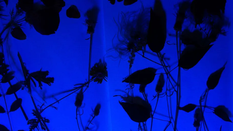 Silhouettes of plants against a blue background.