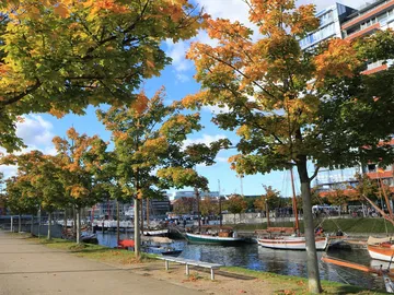 Trees with colorful leaves stand on a waterway.