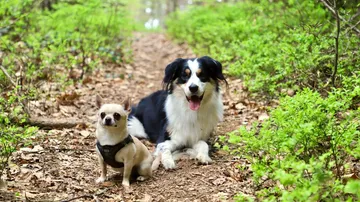 Zwei Hunde sitzen auf einem Waldweg.