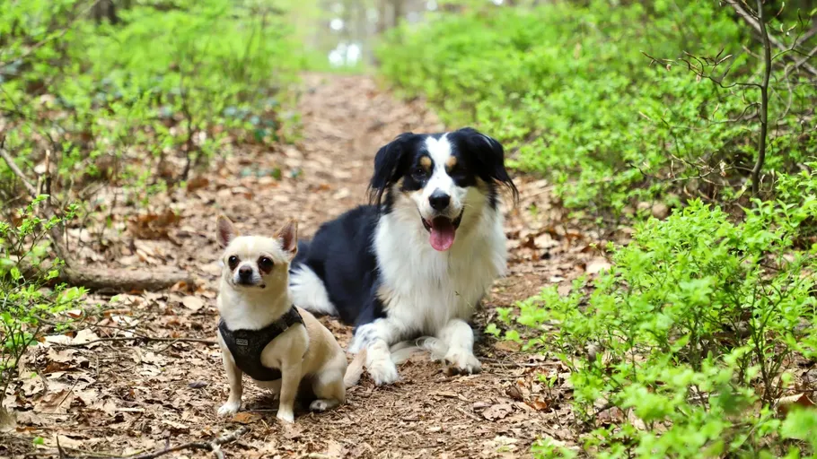 Two dogs sitting on a forest path.