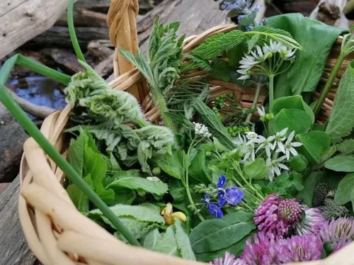 Basket with various wild herbs and flowers outdoors.
