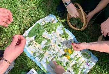 Hands sorting herbs on cloth outdoors.