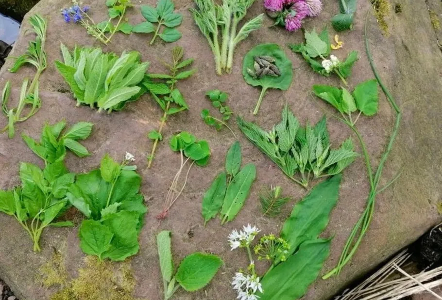 Various plants arranged on a large rock.