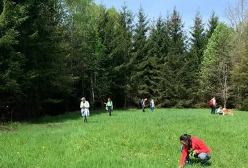 Menschen ernten Bärlauch auf Waldlichtung.