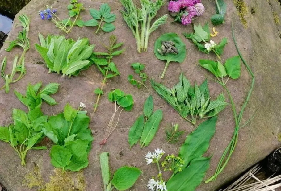 Sammlung von Wildkräutern auf einem flachen Stein.