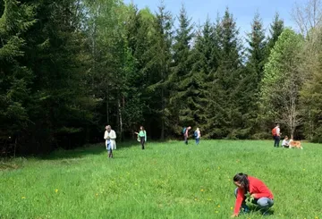People foraging in a grassy forest clearing.