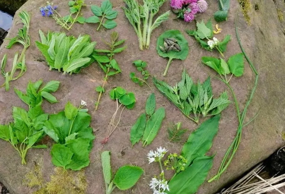 Various herbs laid out on a rock surface.