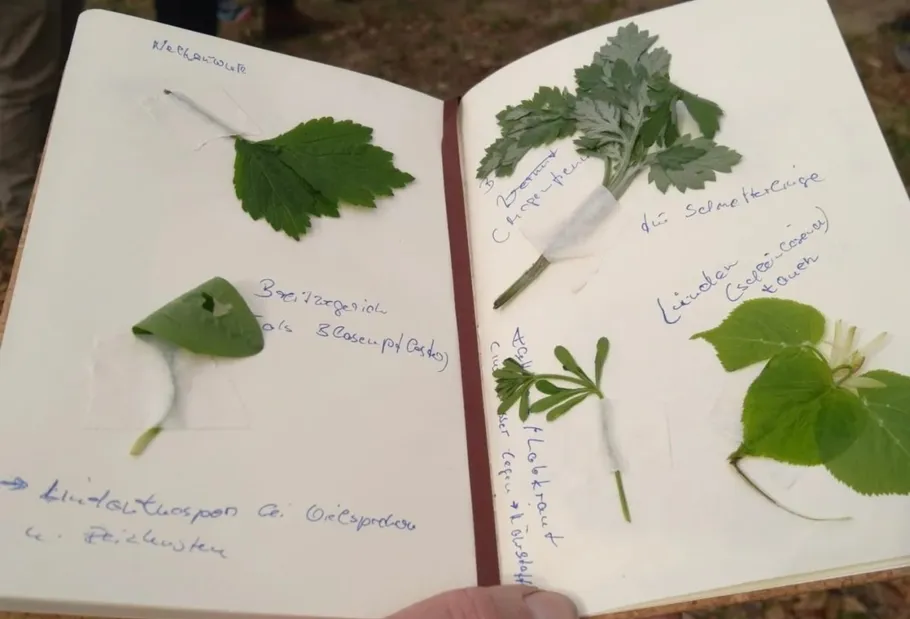 Notebook with plant leaves taped inside.