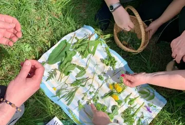 People examining herbs on a cloth outdoors.