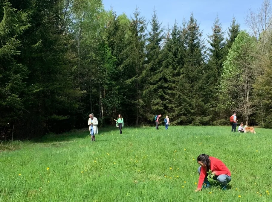 People foraging in a grassy forest clearing.