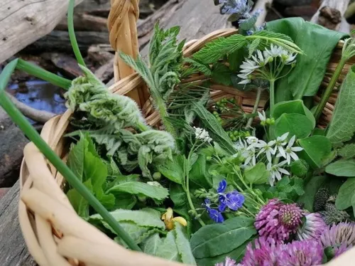 Korb mit frischen Kräutern im Freien gefüllt.