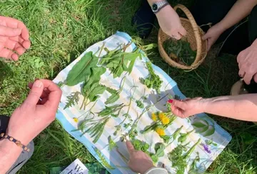Hands gathering herbs on a striped cloth.